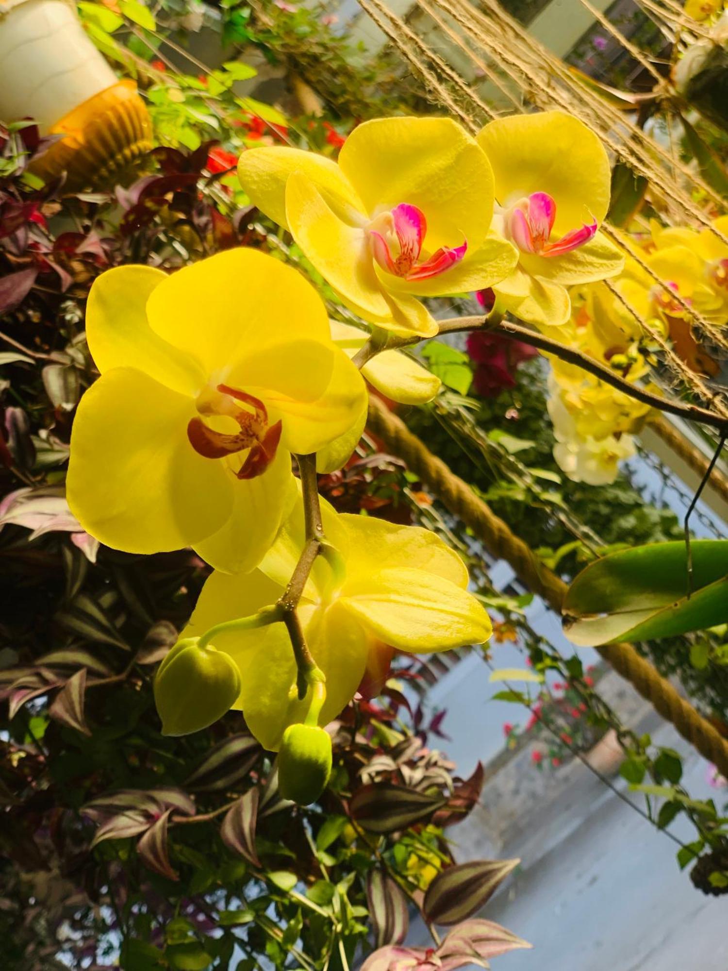 Dalat Stream Hotel-Khach San Dep ダラット エクステリア 写真